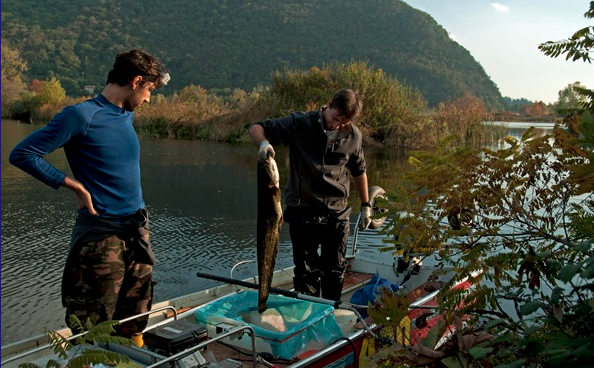 pesca al siluro